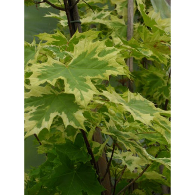 Kirjovaahtera (Acer platanoides ’Drummondii’)